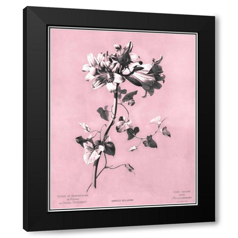 Dussurgey Amaryllis on Pink Black Modern Wood Framed Art Print with Double Matting by Dussurgey, Chabal