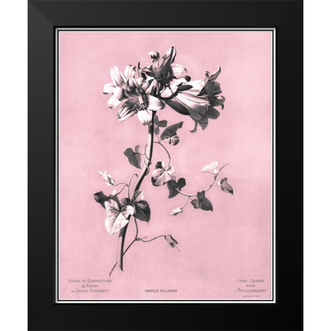 Dussurgey Amaryllis on Pink Black Modern Wood Framed Art Print by Dussurgey, Chabal