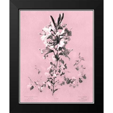 Dussurgey Lilium on Pink Black Modern Wood Framed Art Print by Dussurgey, Chabal