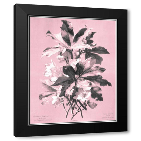 Dussurgey Ellebore on Pink Black Modern Wood Framed Art Print by Dussurgey, Chabal