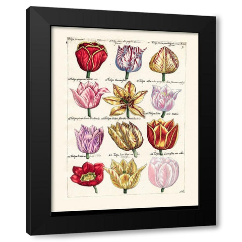 Tulips en Masse I Black Modern Wood Framed Art Print with Double Matting by Unknown