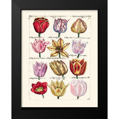 Tulips en Masse I Black Modern Wood Framed Art Print by Unknown
