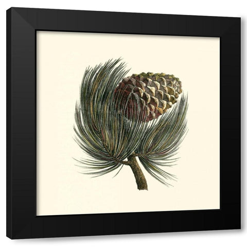 Pignon Pine Black Modern Wood Framed Art Print with Double Matting by Unknown