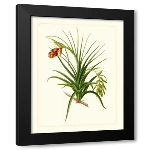 Exotic Flora III Black Modern Wood Framed Art Print with Double Matting by Vision Studio