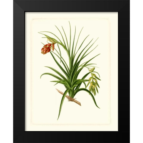 Exotic Flora III Black Modern Wood Framed Art Print by Vision Studio