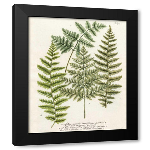 Fern Gathering I Black Modern Wood Framed Art Print by Weinmann
