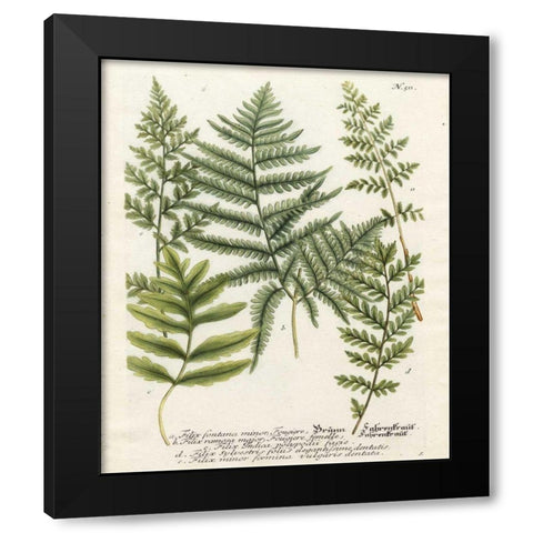 Fern Gathering II Black Modern Wood Framed Art Print by Weinmann
