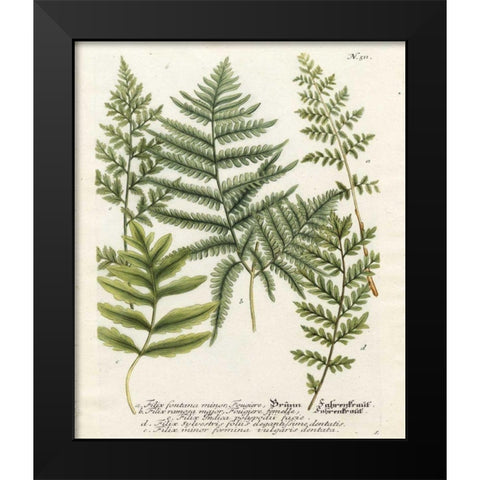 Fern Gathering II Black Modern Wood Framed Art Print by Weinmann