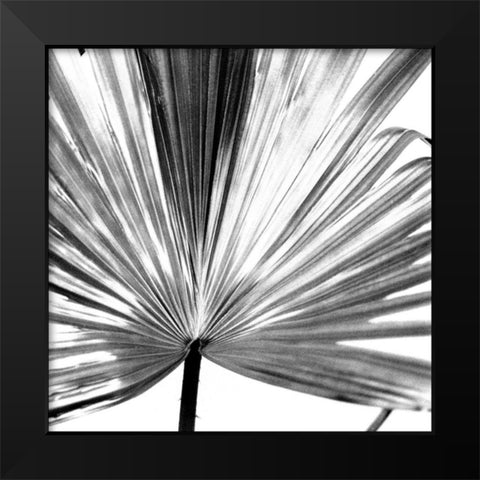 Black and White Palm III Black Modern Wood Framed Art Print by Johnson, Jason
