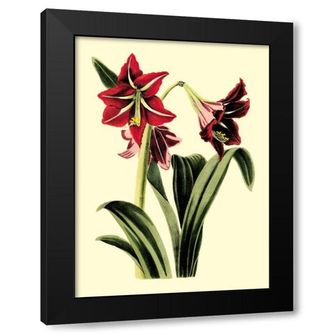 Royal Botanical Study I Black Modern Wood Framed Art Print by Cotton, B