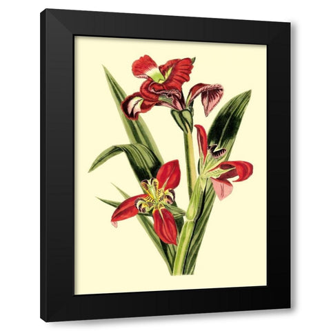 Royal Botanical Study II Black Modern Wood Framed Art Print by Cotton, B