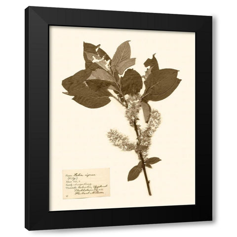 Pressed Flower Study I Black Modern Wood Framed Art Print by Vision Studio