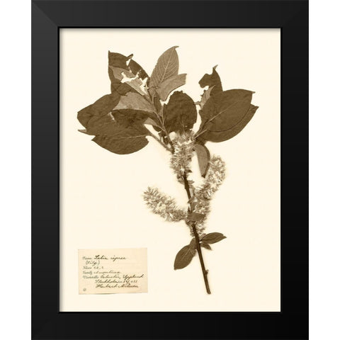 Pressed Flower Study I Black Modern Wood Framed Art Print by Vision Studio