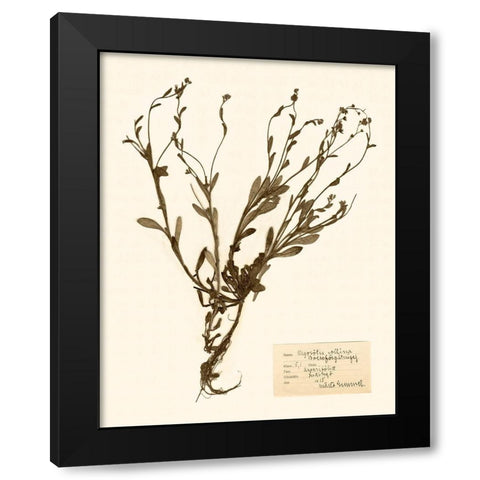 Pressed Flower Study II Black Modern Wood Framed Art Print by Vision Studio