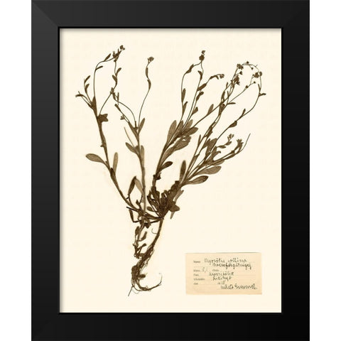 Pressed Flower Study II Black Modern Wood Framed Art Print by Vision Studio