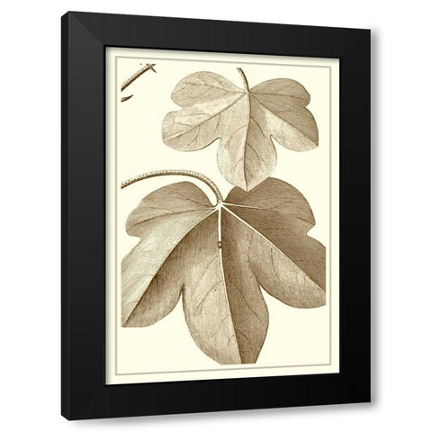 Cropped Sepia Botanical III Black Modern Wood Framed Art Print with Double Matting by Vision Studio