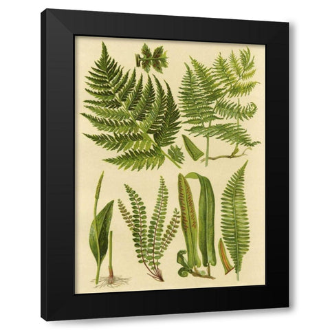 Fern Collection I Black Modern Wood Framed Art Print by Vision Studio