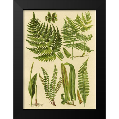 Fern Collection I Black Modern Wood Framed Art Print by Vision Studio