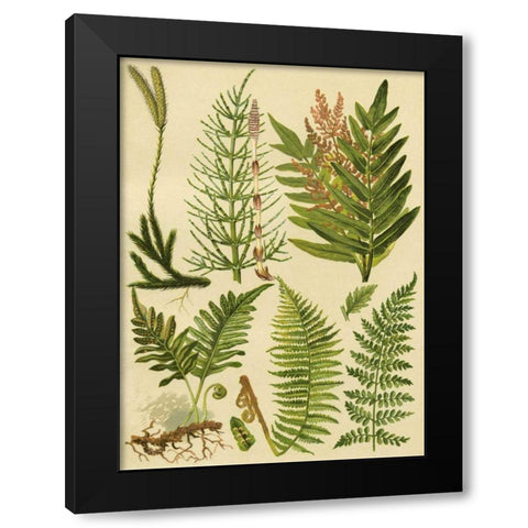 Fern Collection II Black Modern Wood Framed Art Print with Double Matting by Vision Studio
