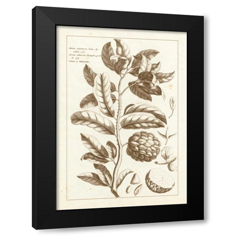 Sepia Buchoz Exotics I Black Modern Wood Framed Art Print by Buchoz, Pierre Josep