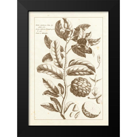 Sepia Buchoz Exotics I Black Modern Wood Framed Art Print by Buchoz, Pierre Josep