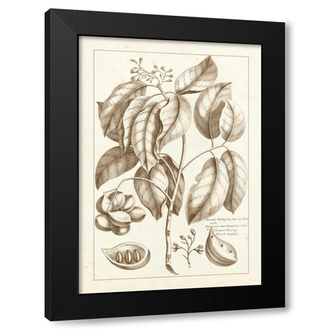 Sepia Buchoz Exotics II Black Modern Wood Framed Art Print by Buchoz, Pierre Josep
