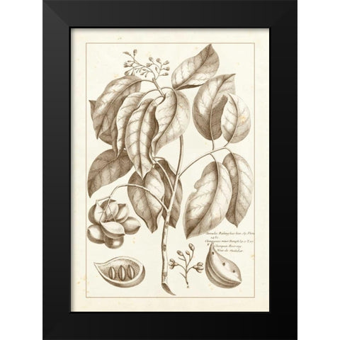 Sepia Buchoz Exotics II Black Modern Wood Framed Art Print by Buchoz, Pierre Josep