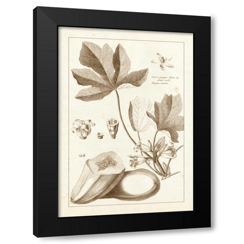 Sepia Buchoz Exotics III Black Modern Wood Framed Art Print with Double Matting by Buchoz, Pierre Josep