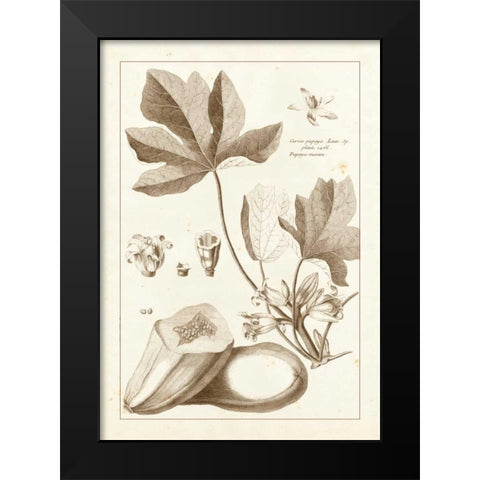Sepia Buchoz Exotics III Black Modern Wood Framed Art Print by Buchoz, Pierre Josep
