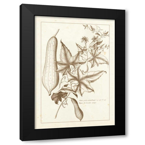 Sepia Buchoz Exotics IV Black Modern Wood Framed Art Print with Double Matting by Buchoz, Pierre Josep