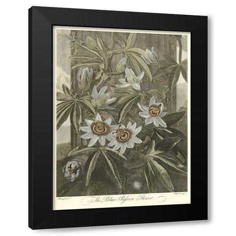 Blue Passionflower (A) Black Modern Wood Framed Art Print with Double Matting by Thornton, Robert J.