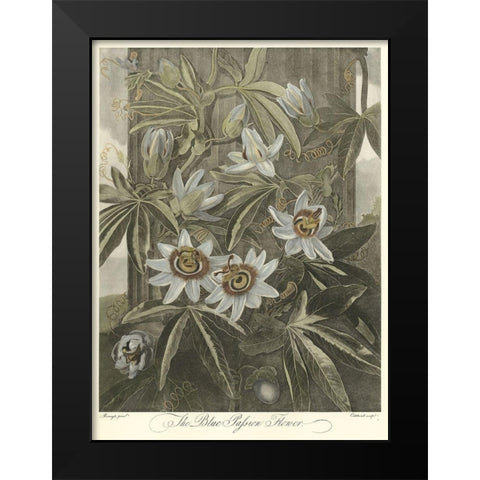 Blue Passionflower (A) Black Modern Wood Framed Art Print by Thornton, Robert J.