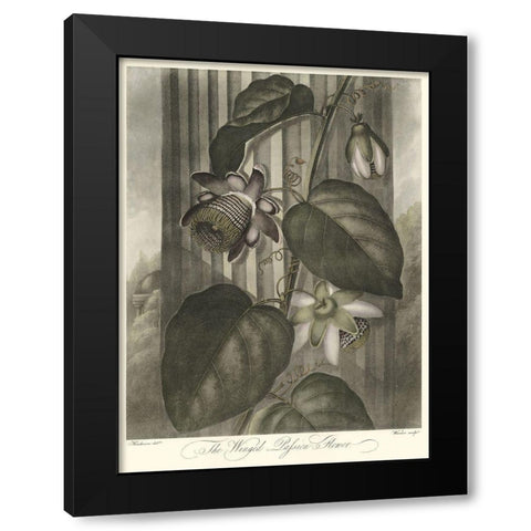 Winged Passionflower (A) Black Modern Wood Framed Art Print by Thornton, Robert J.
