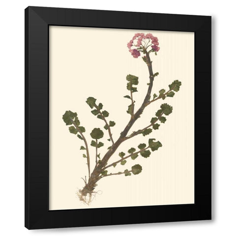Pressed Botanical II Black Modern Wood Framed Art Print with Double Matting by Vision Studio