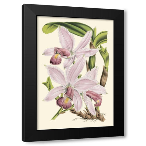 Delicate Orchid I Black Modern Wood Framed Art Print by Vision Studio