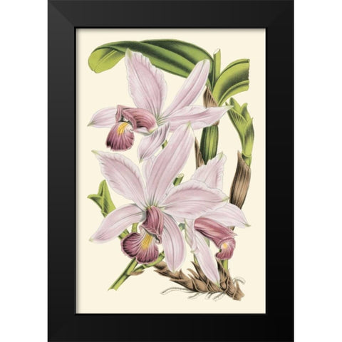 Delicate Orchid I Black Modern Wood Framed Art Print by Vision Studio