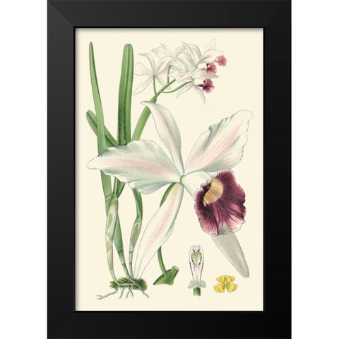 Delicate Orchid II Black Modern Wood Framed Art Print by Vision Studio