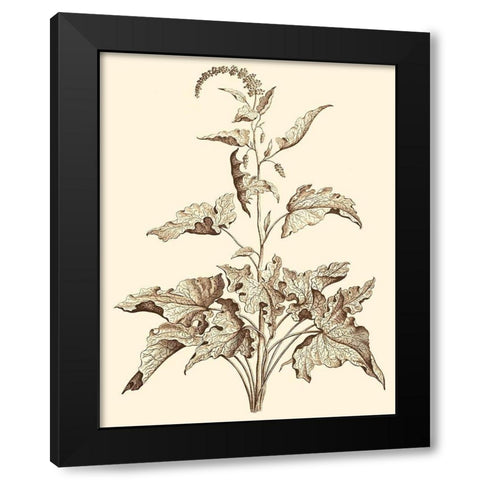 Sepia Munting Foliage II Black Modern Wood Framed Art Print with Double Matting by Munting, Abraham