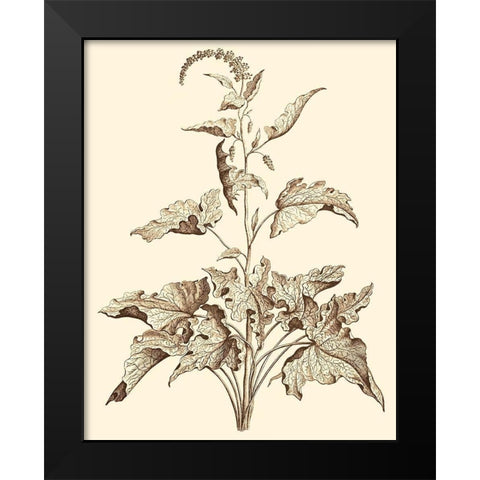 Sepia Munting Foliage II Black Modern Wood Framed Art Print by Munting, Abraham