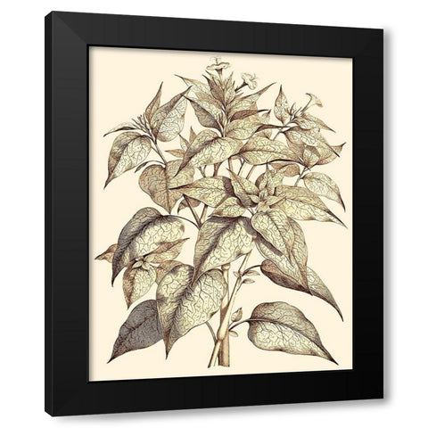 Sepia Munting Foliage III Black Modern Wood Framed Art Print by Munting, Abraham