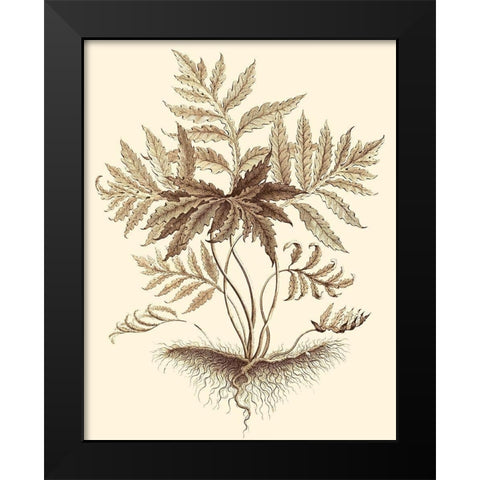 Sepia Munting Foliage IV Black Modern Wood Framed Art Print by Munting, Abraham