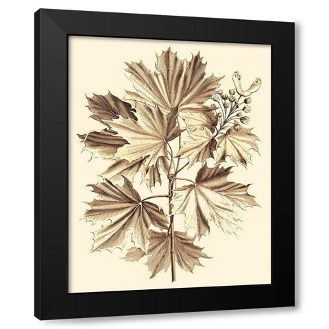 Sepia Munting Foliage V Black Modern Wood Framed Art Print with Double Matting by Munting, Abraham