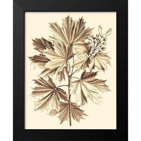 Sepia Munting Foliage V Black Modern Wood Framed Art Print by Munting, Abraham