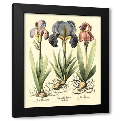 Bulb Garden I Black Modern Wood Framed Art Print by Besler, Basilius