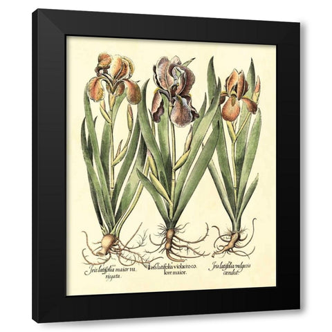 Bulb Garden II Black Modern Wood Framed Art Print by Besler, Basilius