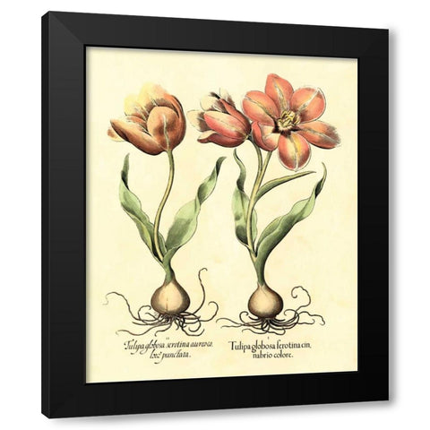 Bulb Garden III Black Modern Wood Framed Art Print by Besler, Basilius