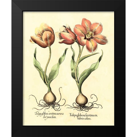 Bulb Garden III Black Modern Wood Framed Art Print by Besler, Basilius