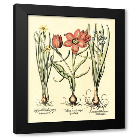 Bulb Garden IV Black Modern Wood Framed Art Print by Besler, Basilius