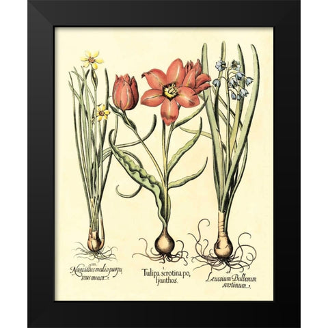 Bulb Garden IV Black Modern Wood Framed Art Print by Besler, Basilius