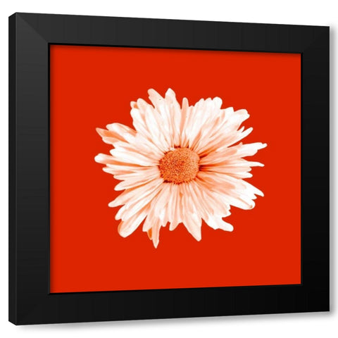 Vivid Bouquet Black Modern Wood Framed Art Print by Jason Johnson
